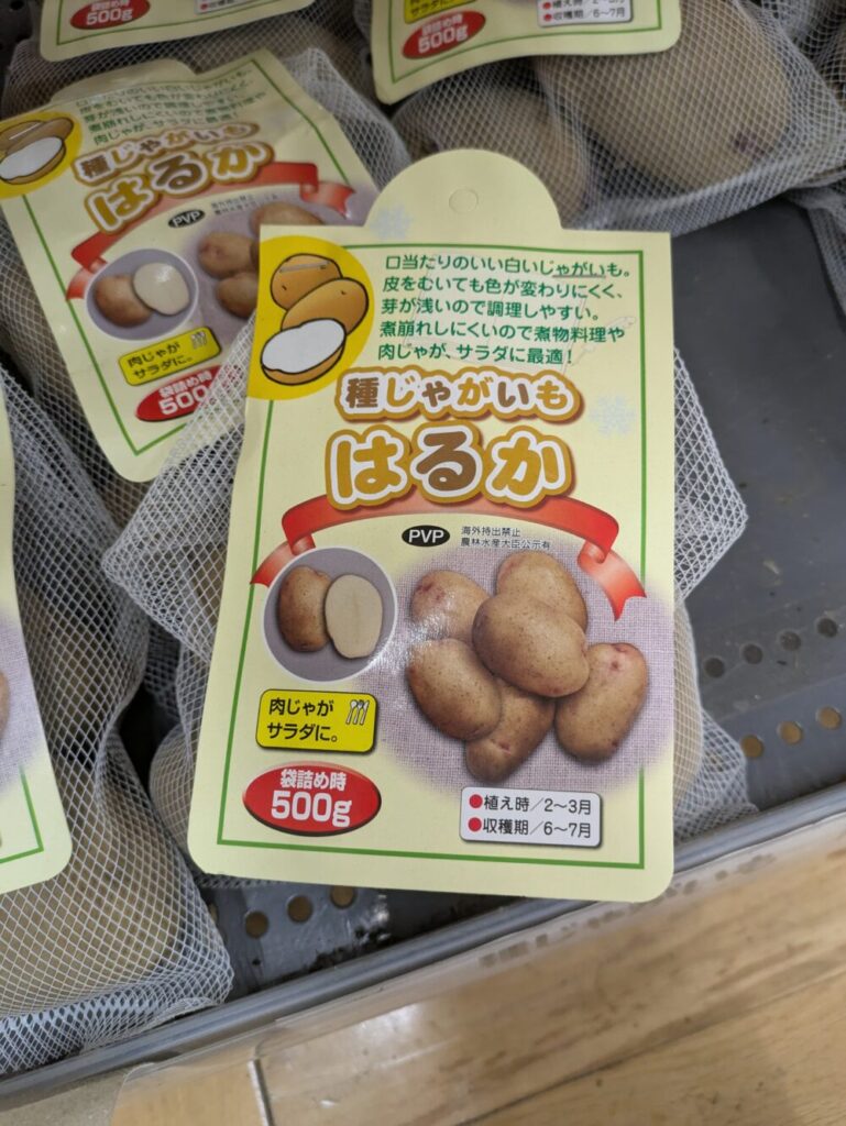 haruka-taneimo-500g
